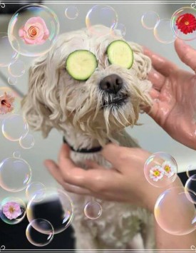Happy Dog Spa – Dog Washing and Dog Grooming